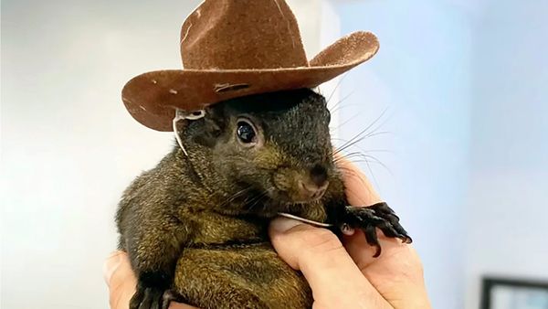 The Man Who Took in Orphaned Peanut the Squirrel Says It's 'Surreal' Officials Euthanized his Pet